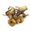 Where to Buy Magic Mushrooms Online - 100 % safely